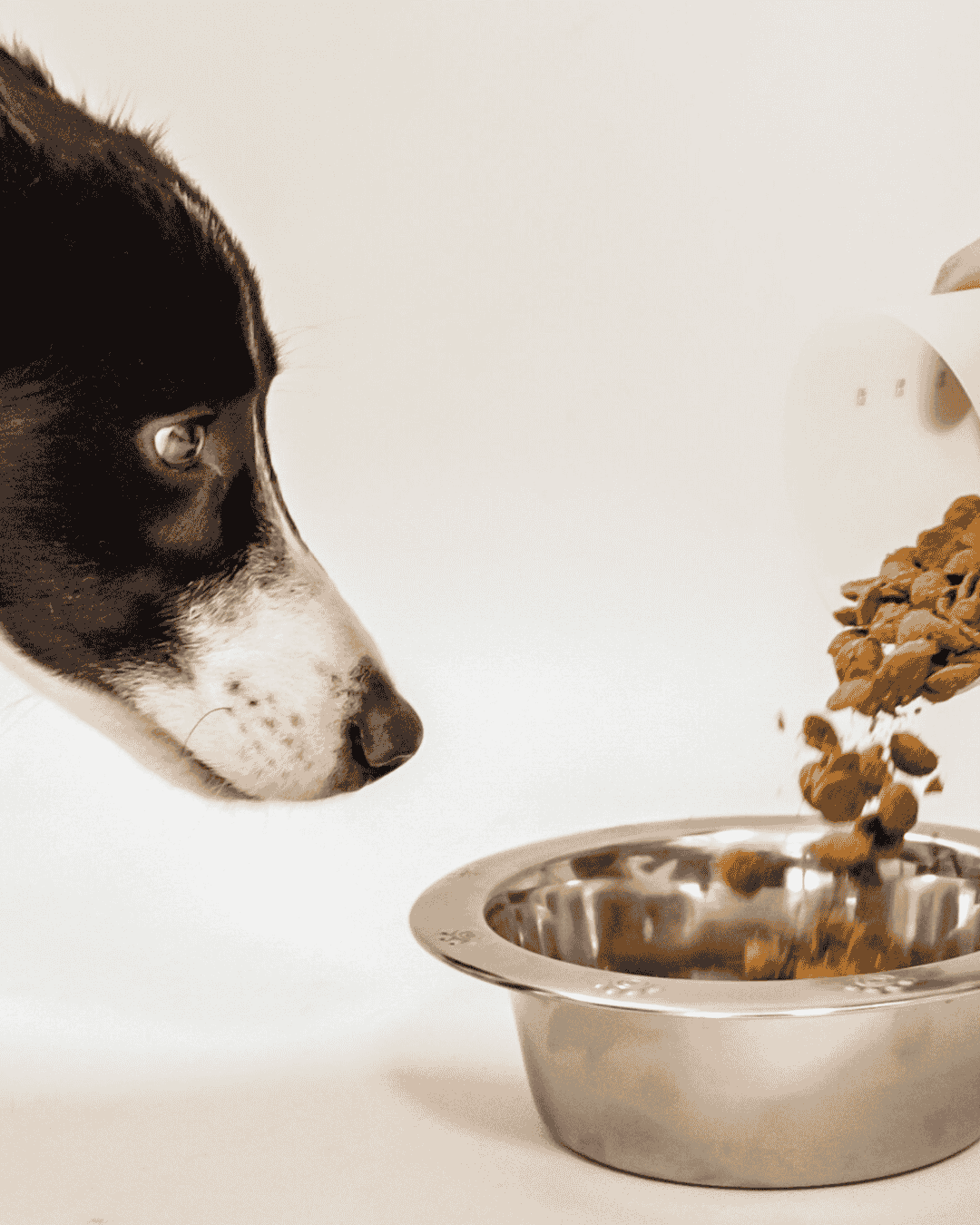 Croquettes Pyrénées Canin