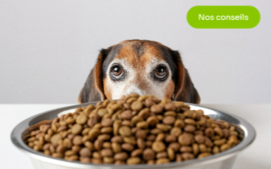 Comment choisir les bonnes croquettes pour son chien ?