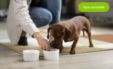 Alimentation canine : adapter les repas à l’âge et à l’activité